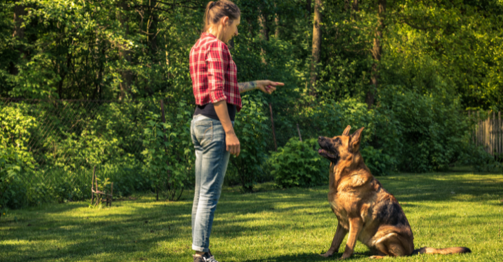 Dressez Votre Chien en 15 Minutes par jour