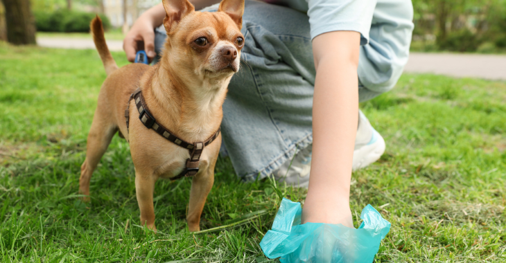 Apprenez la Propreté à Votre Chiot ou Chien !